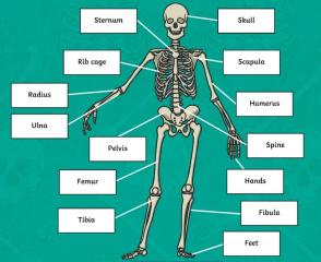 cf673b5417dd917bonesoftheskeleton