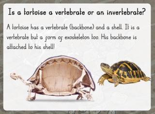 tortiseimage