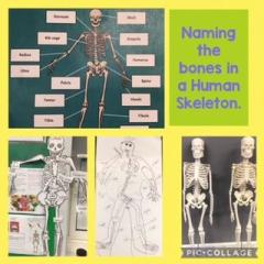 namingbonesimage